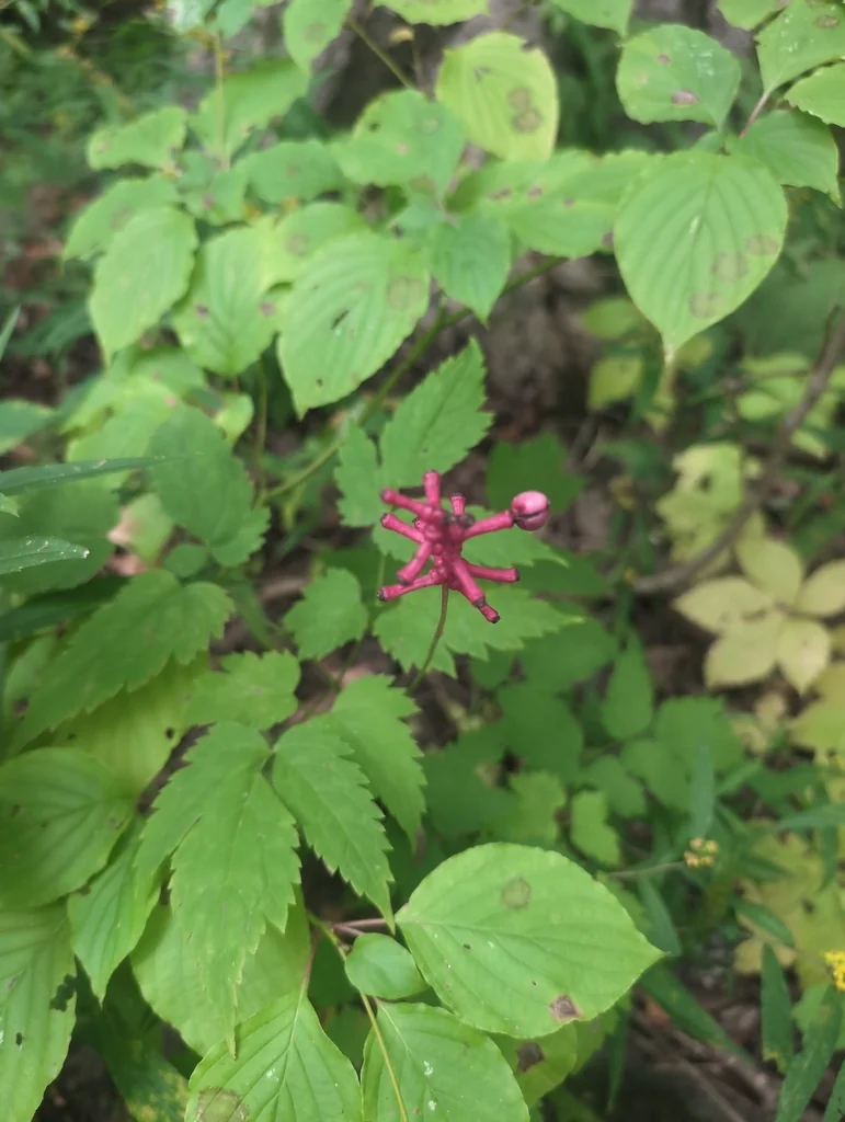 Actaea Pachypoda