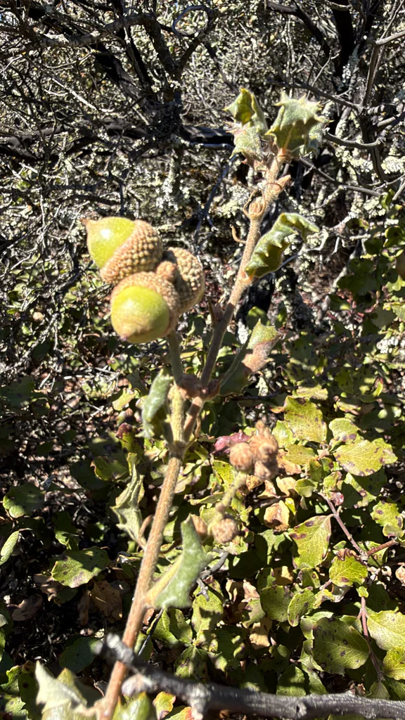 Quercus Durata