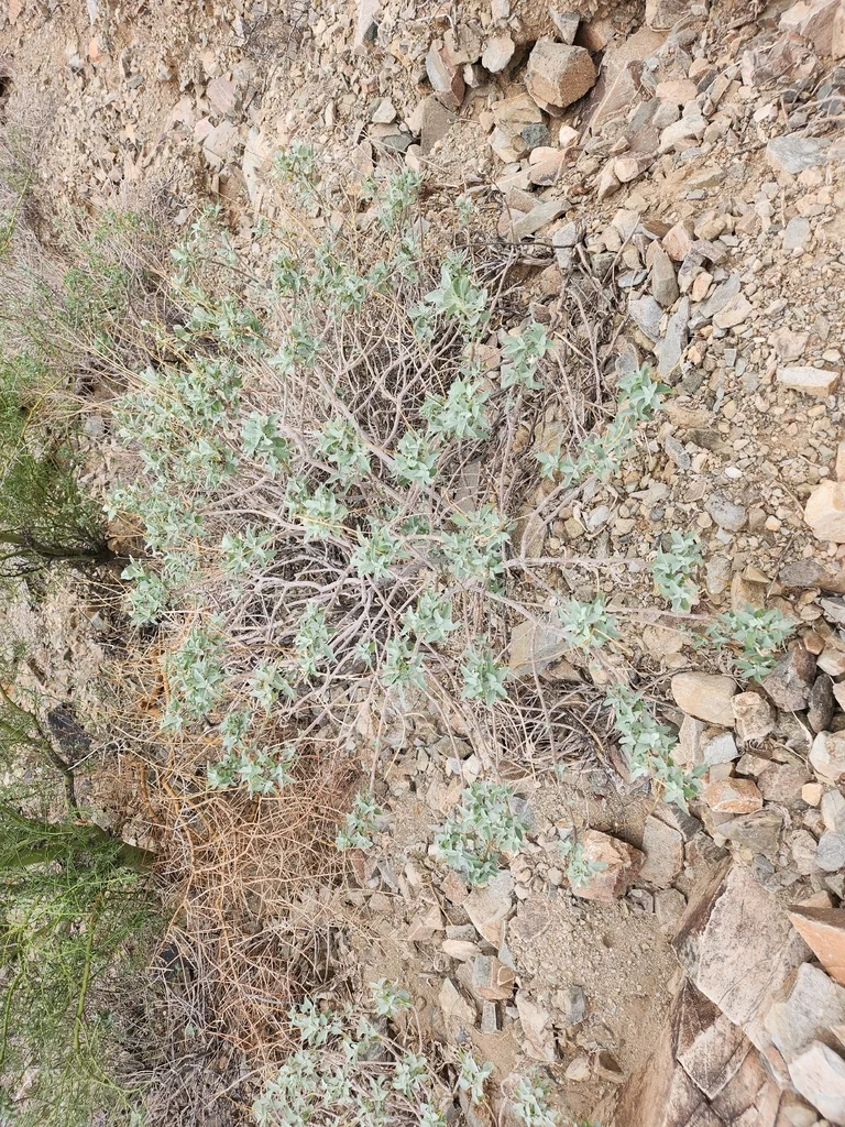 Encelia Farinosa