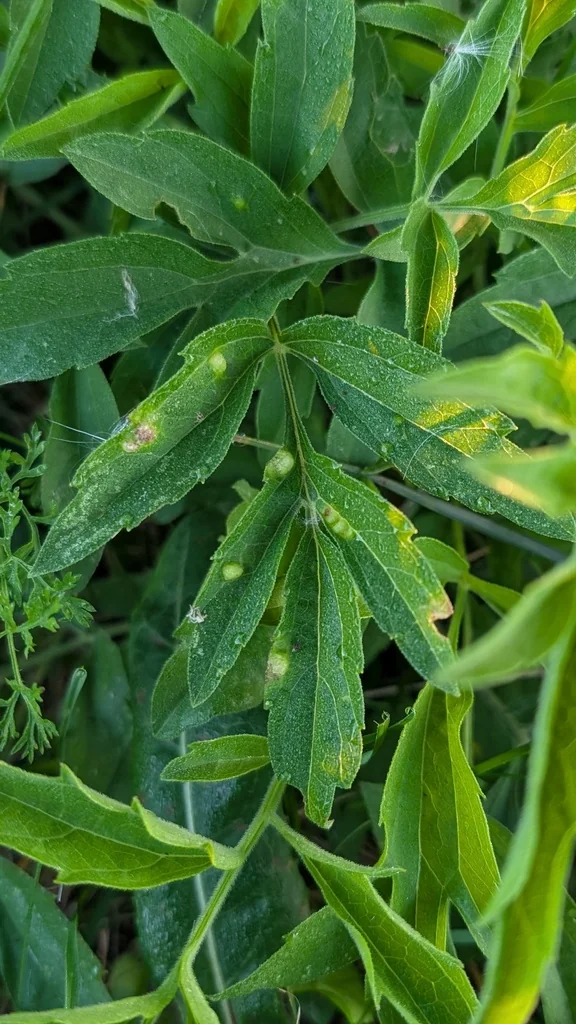 Ratibida Pinnata