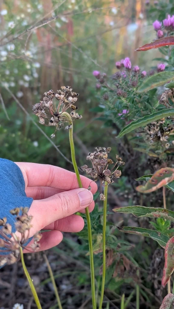 Allium Cernuum