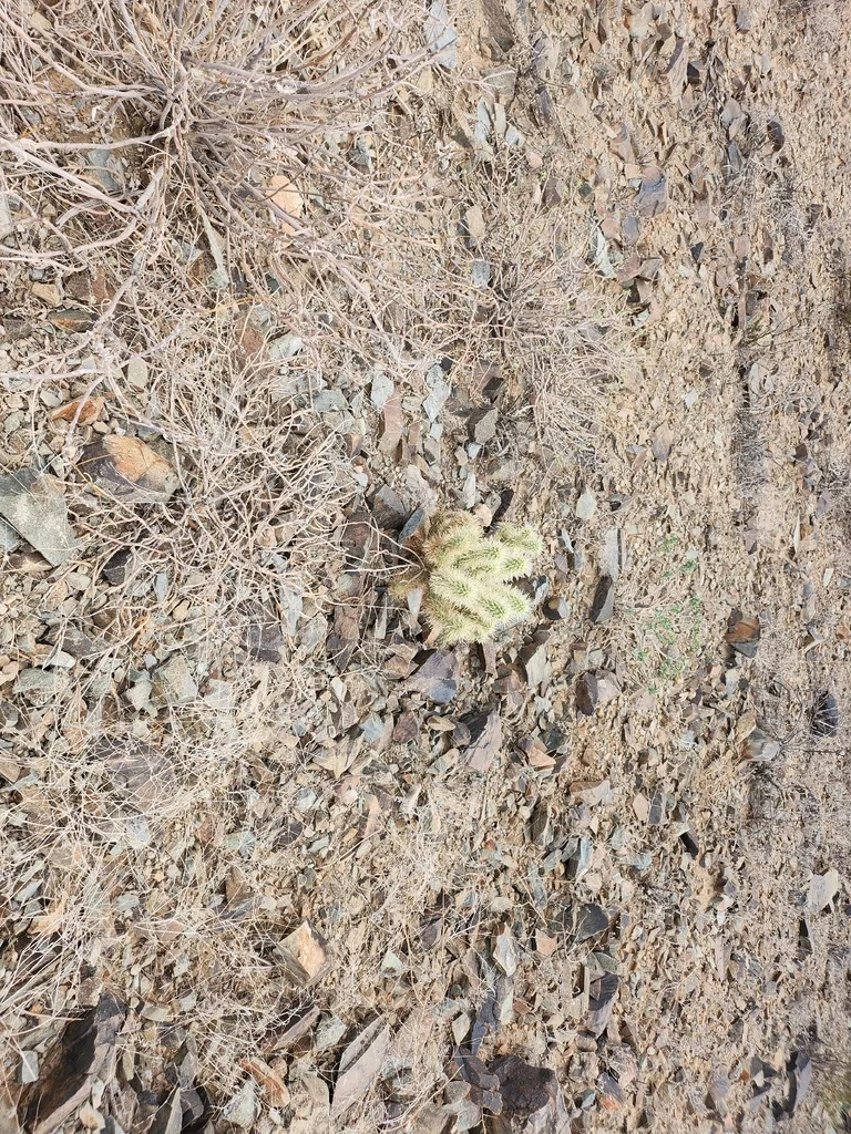 Cylindropuntia Bigelovii