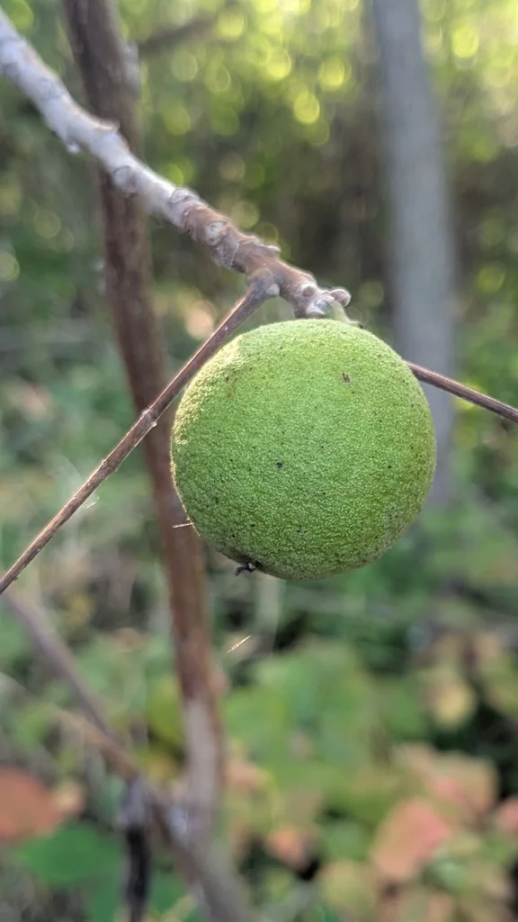 Juglans Nigra