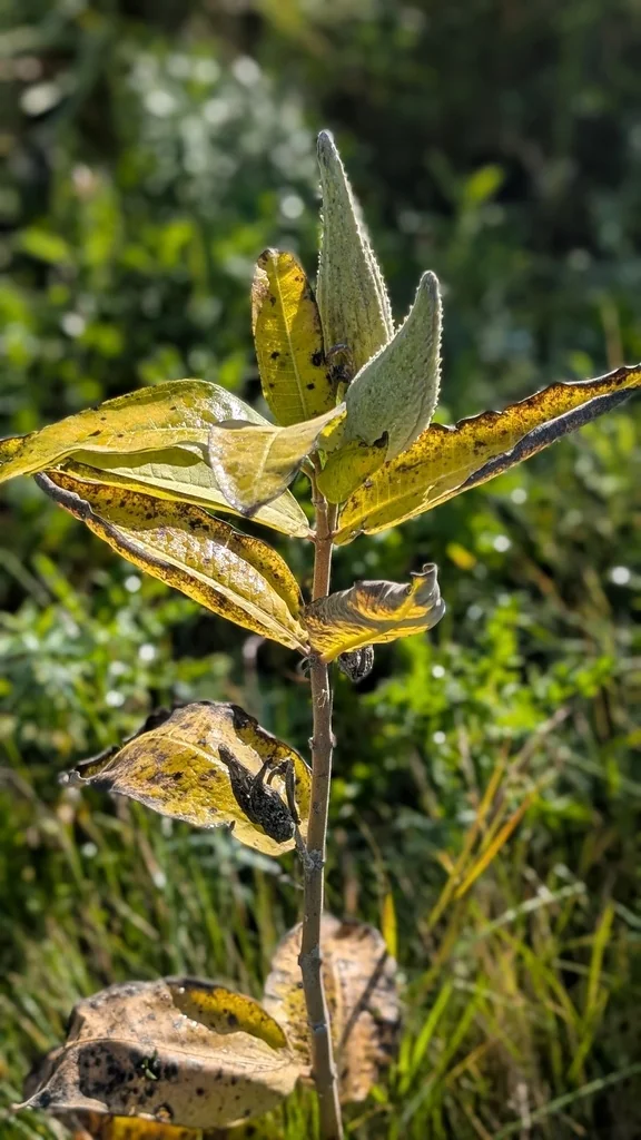 Asclepias Syriaca