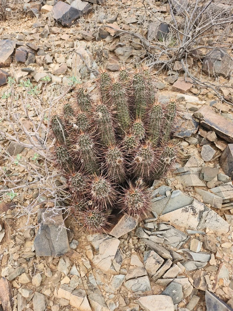 Echinocereus Engelmannii
