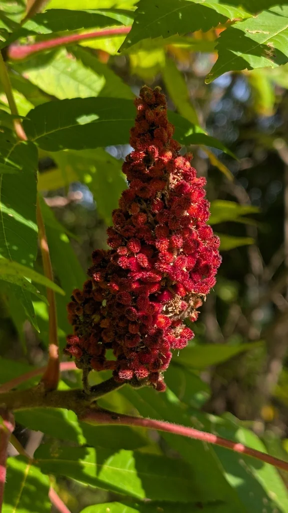 Rhus Typhina