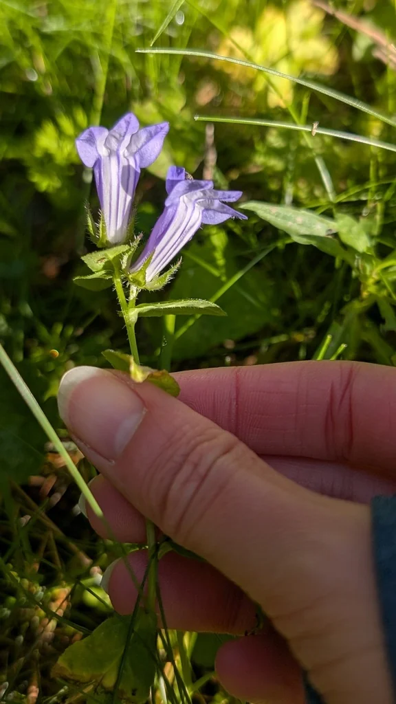 Lobelia Siphilitica