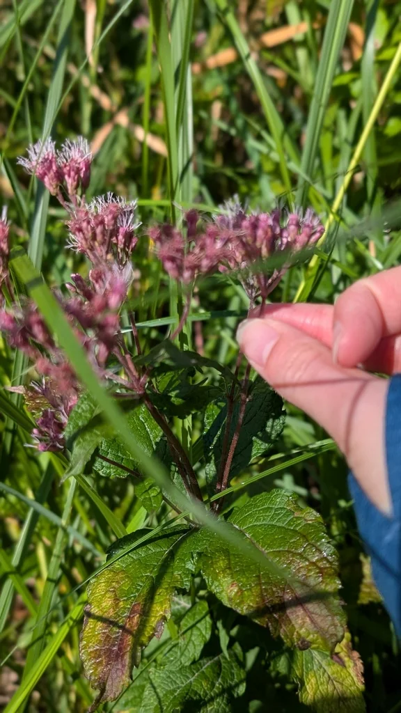 Eutrochium Maculatum