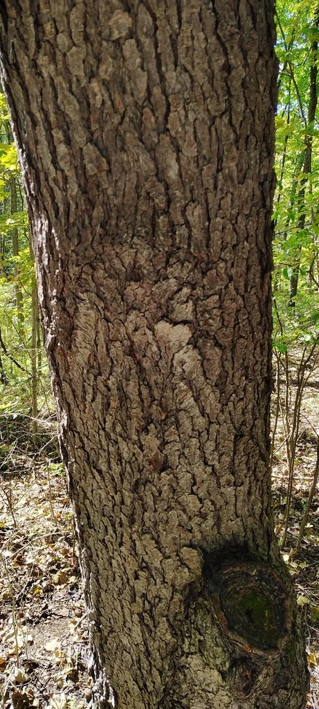 Prunus Serotina