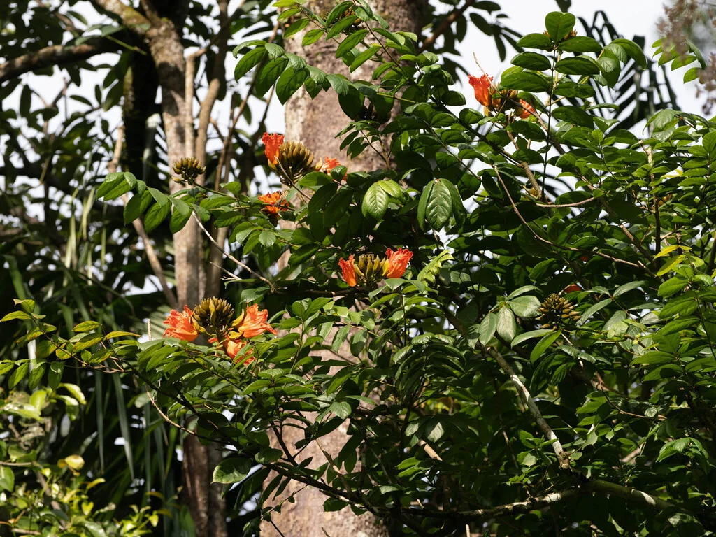 Spathodea Campanulata