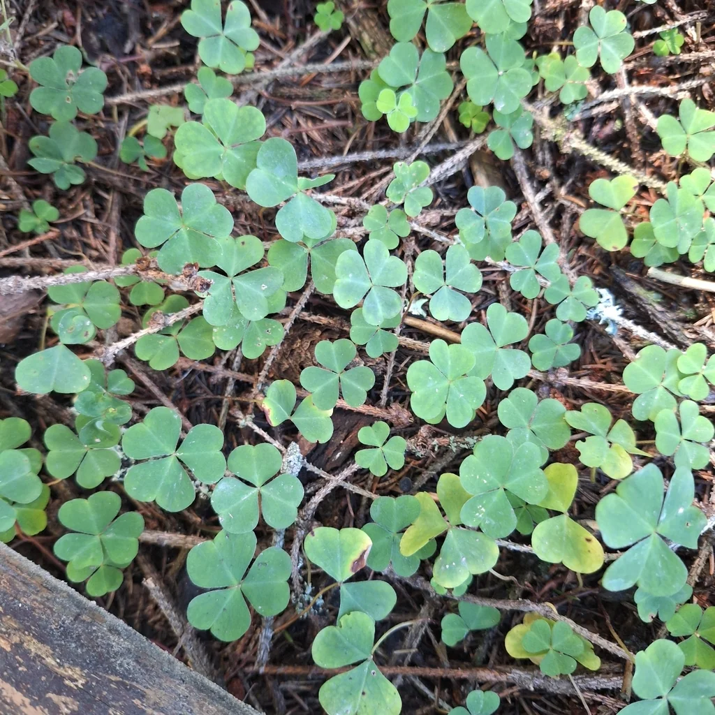 Oxalis Acetosella