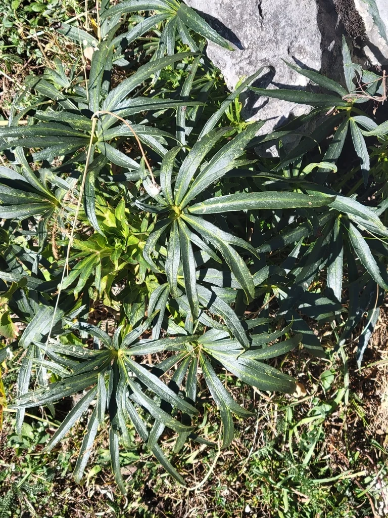 Helleborus Foetidus