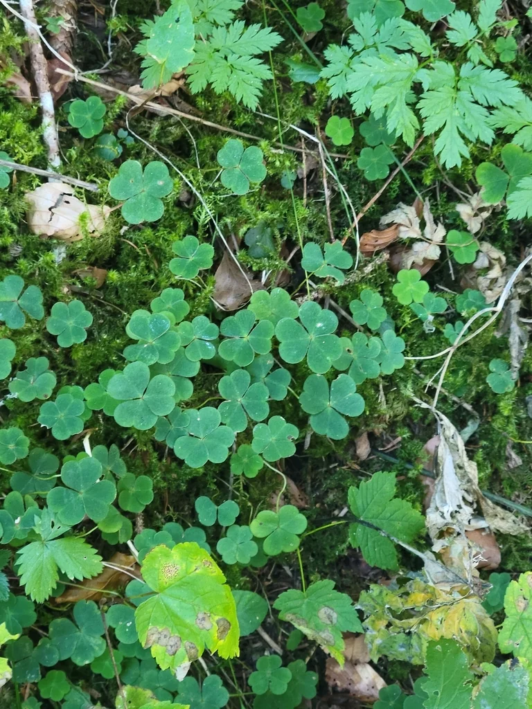 Oxalis Acetosella