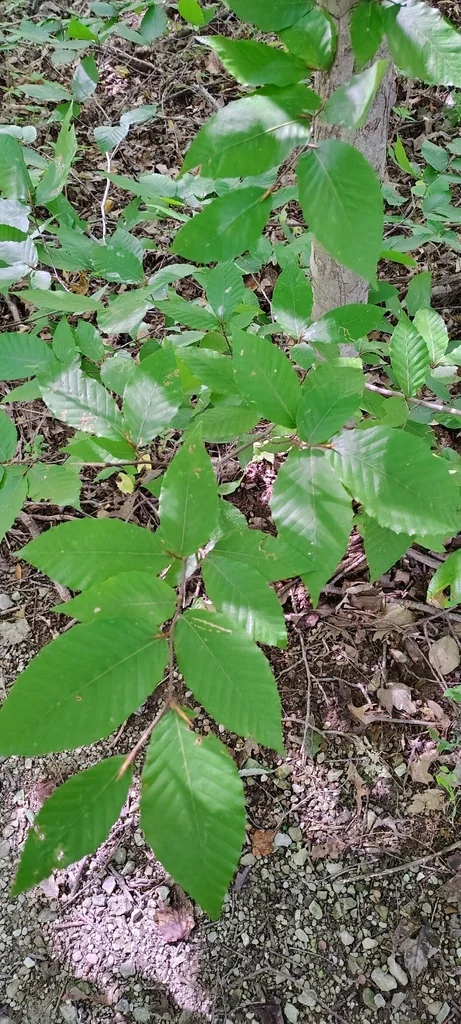 Fagus grandifolia