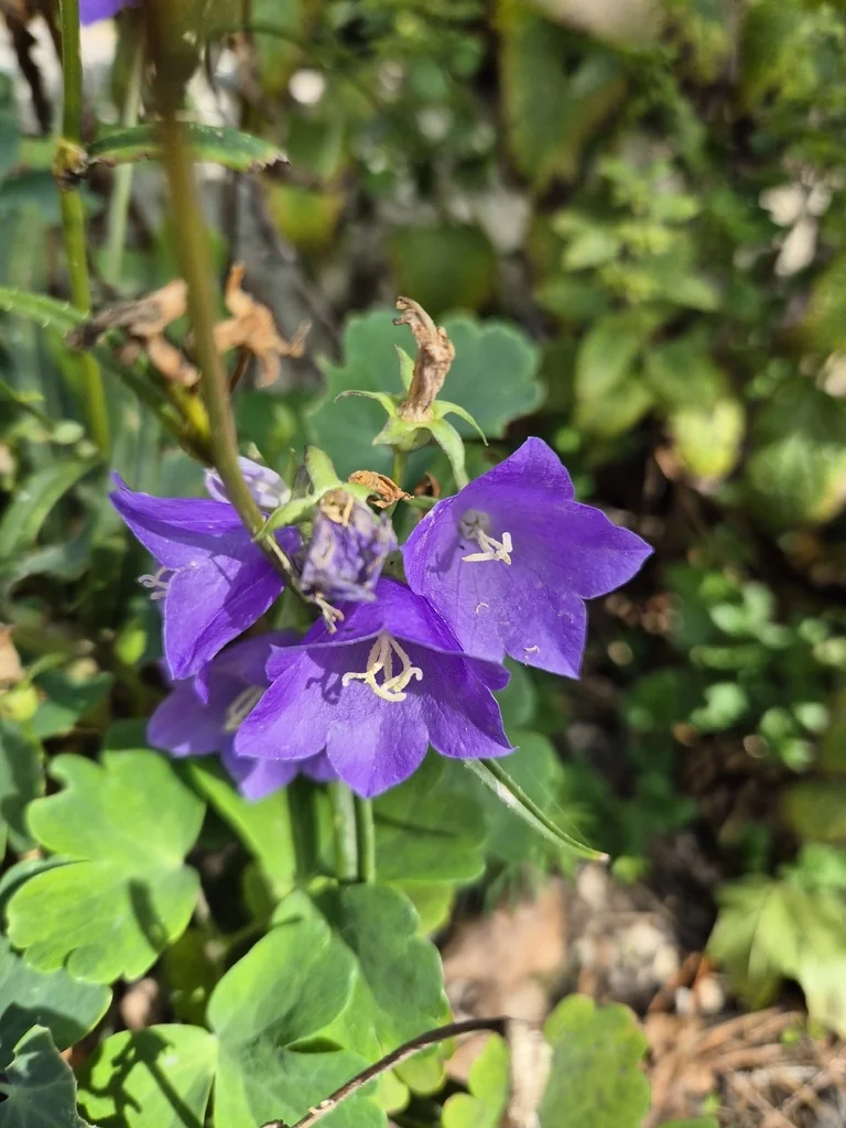 Campanula Persicifolia