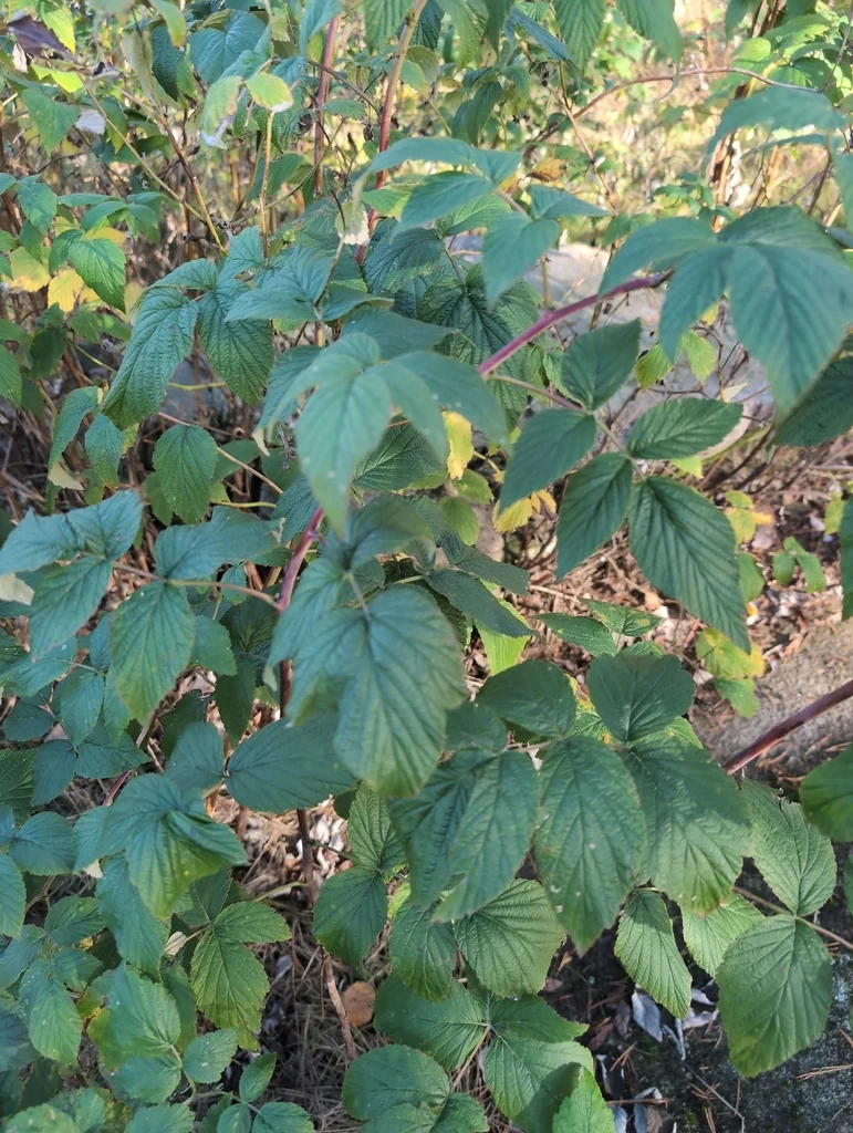Rubus Idaeus