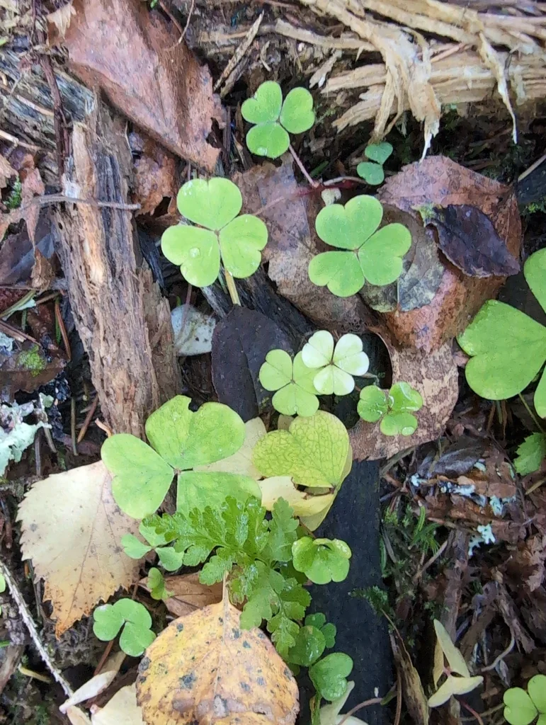 Oxalis Acetosella