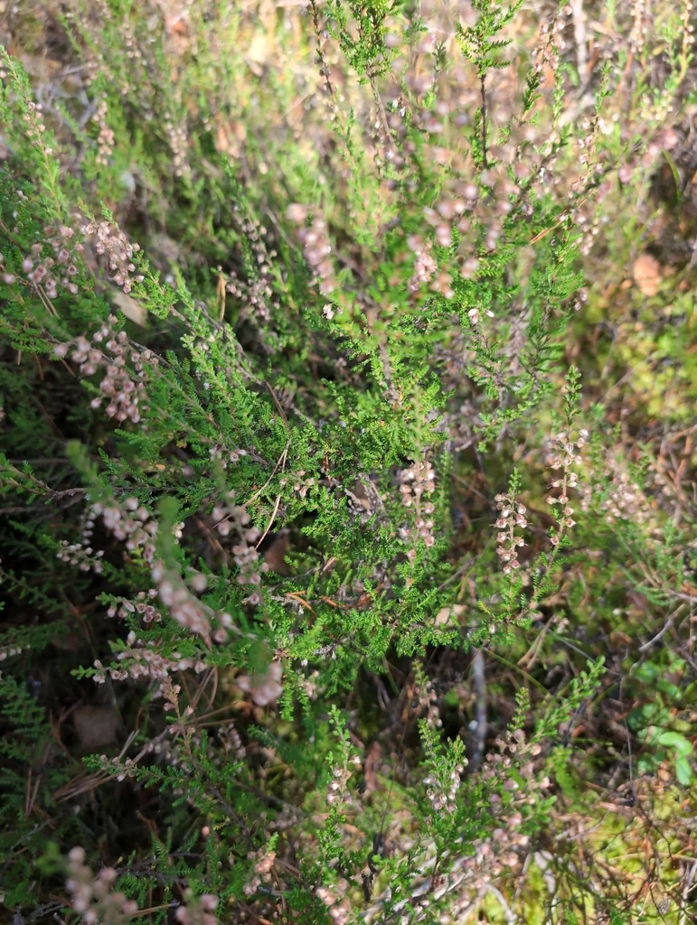 Calluna Vulgaris