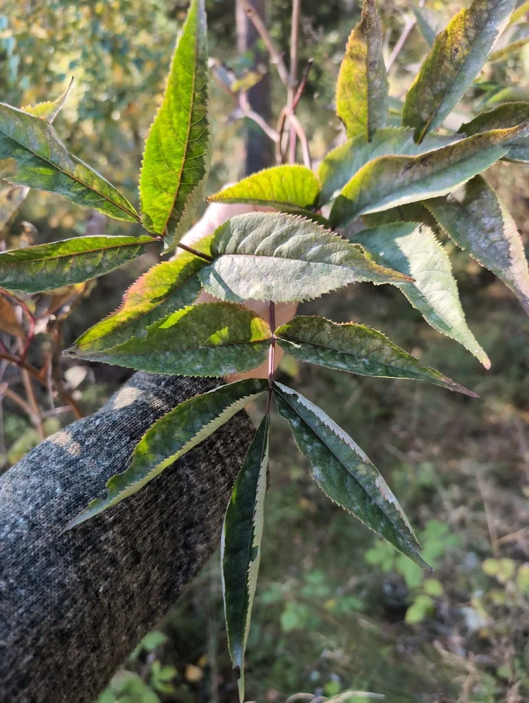 Sambucus Racemosa