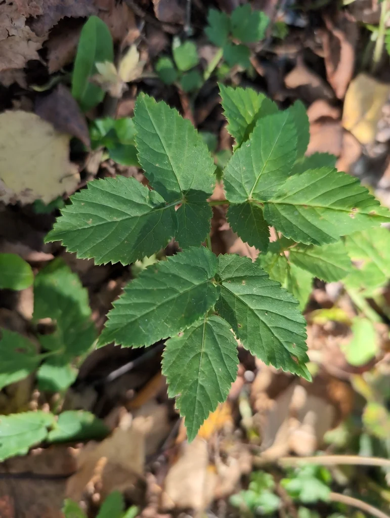 Aegopodium Podagraria