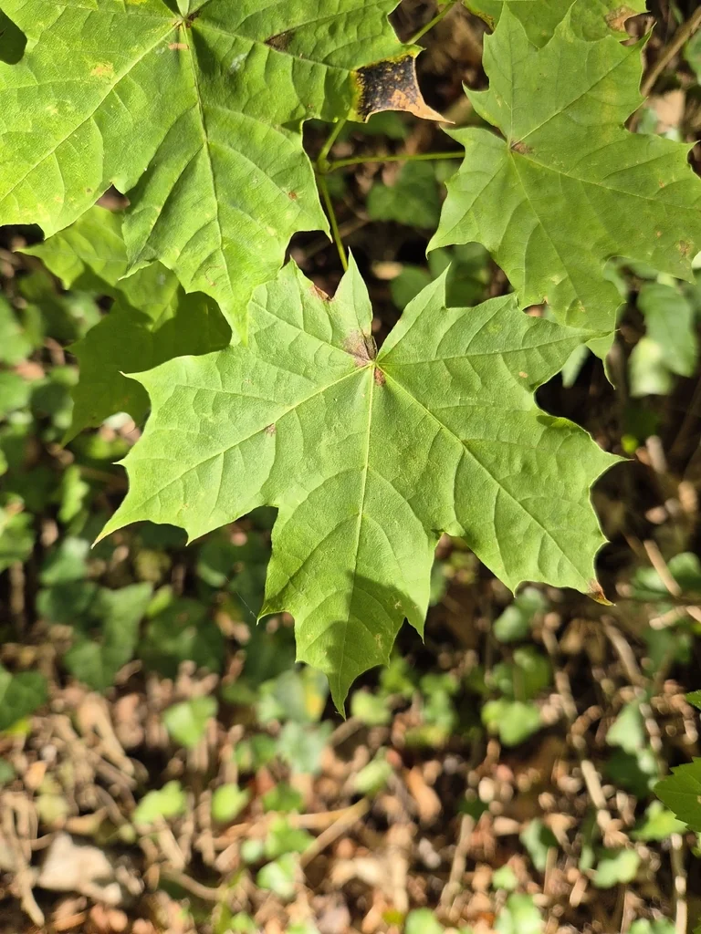 Acer Platanoides