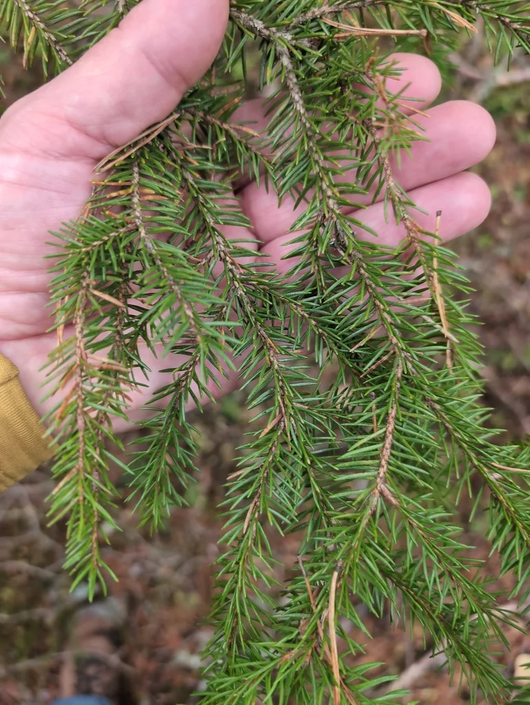 Picea Abies