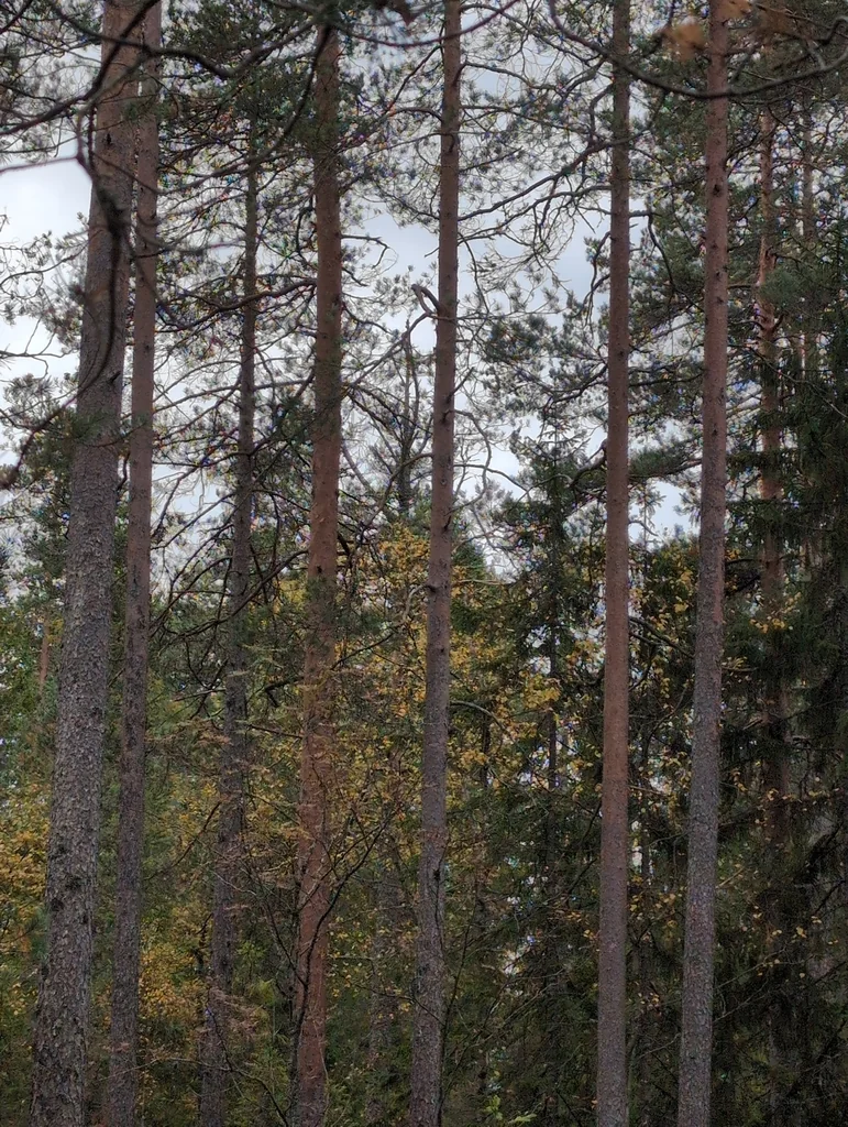 Pinus Sylvestris