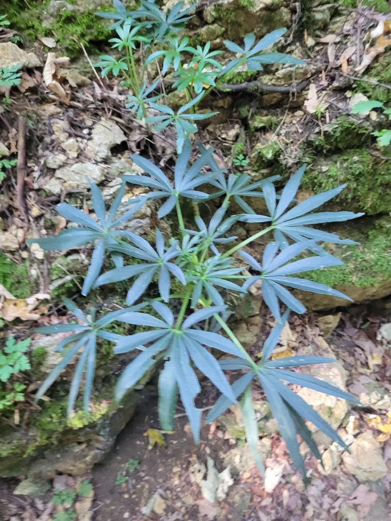 Helleborus Foetidus