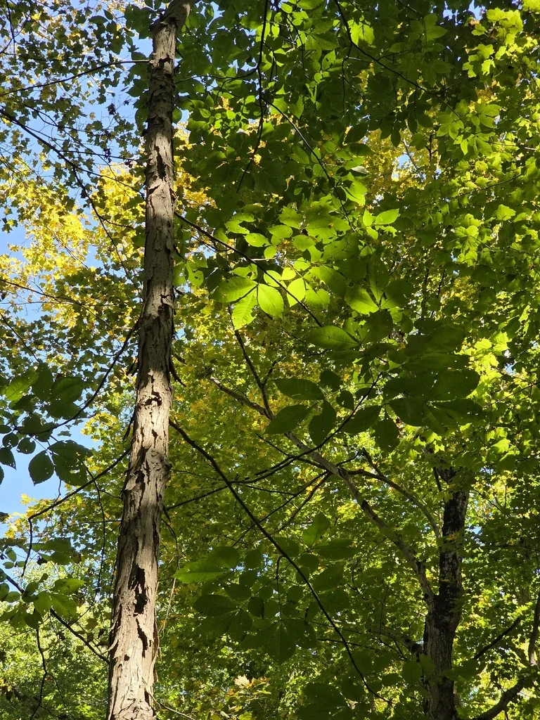 Carya Ovata