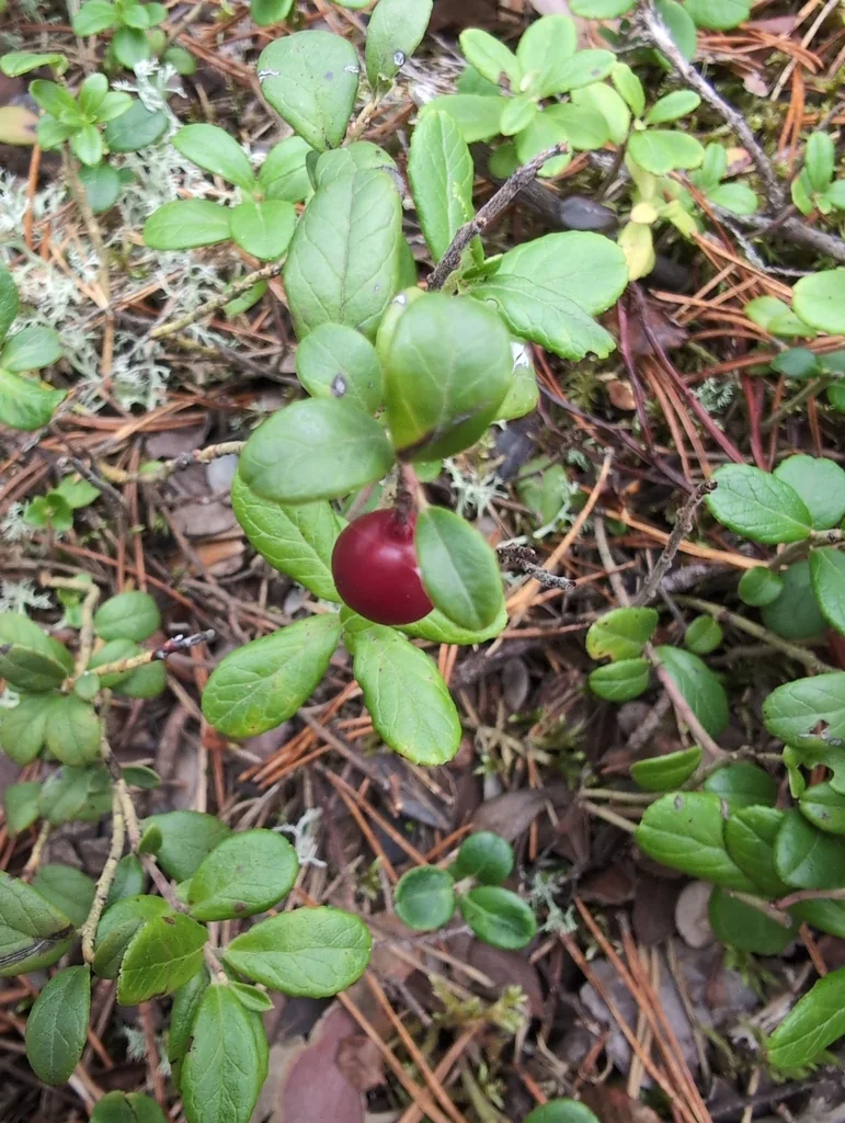 Vaccinium Vitis-Idaea
