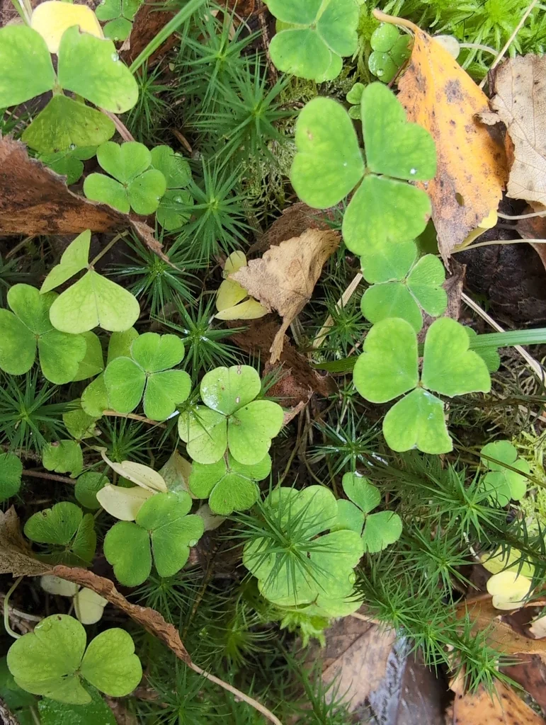 Oxalis Acetosella