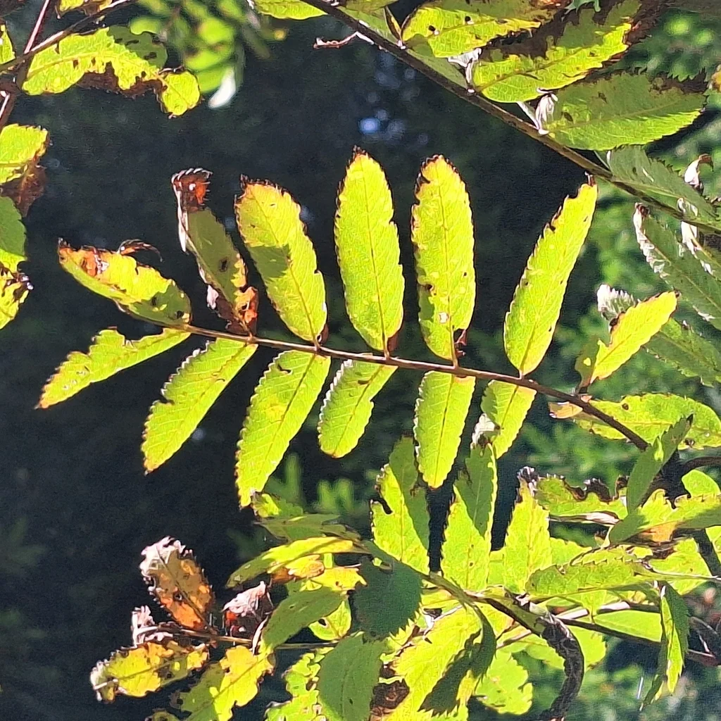 Sorbus Aucuparia