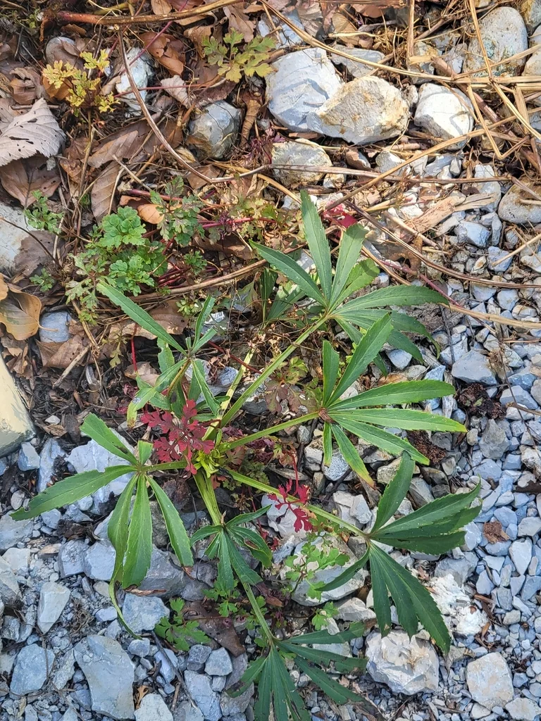 Helleborus Foetidus