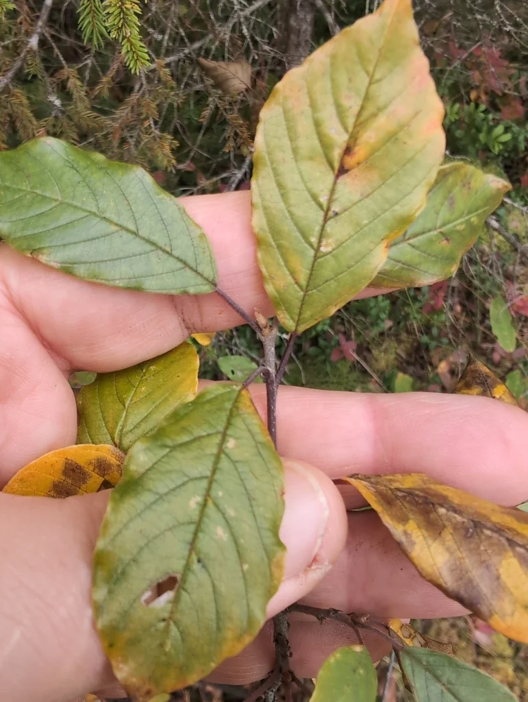 Rhamnus frangula