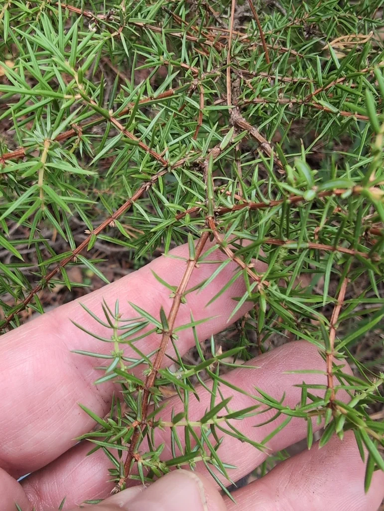 Juniperus Communis