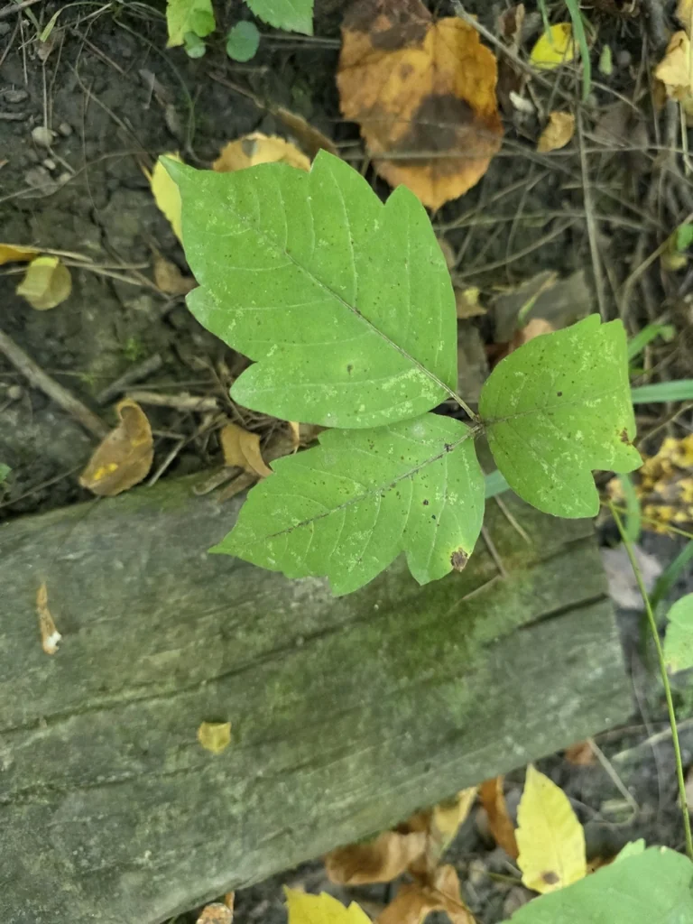 Toxicodendron Radicans