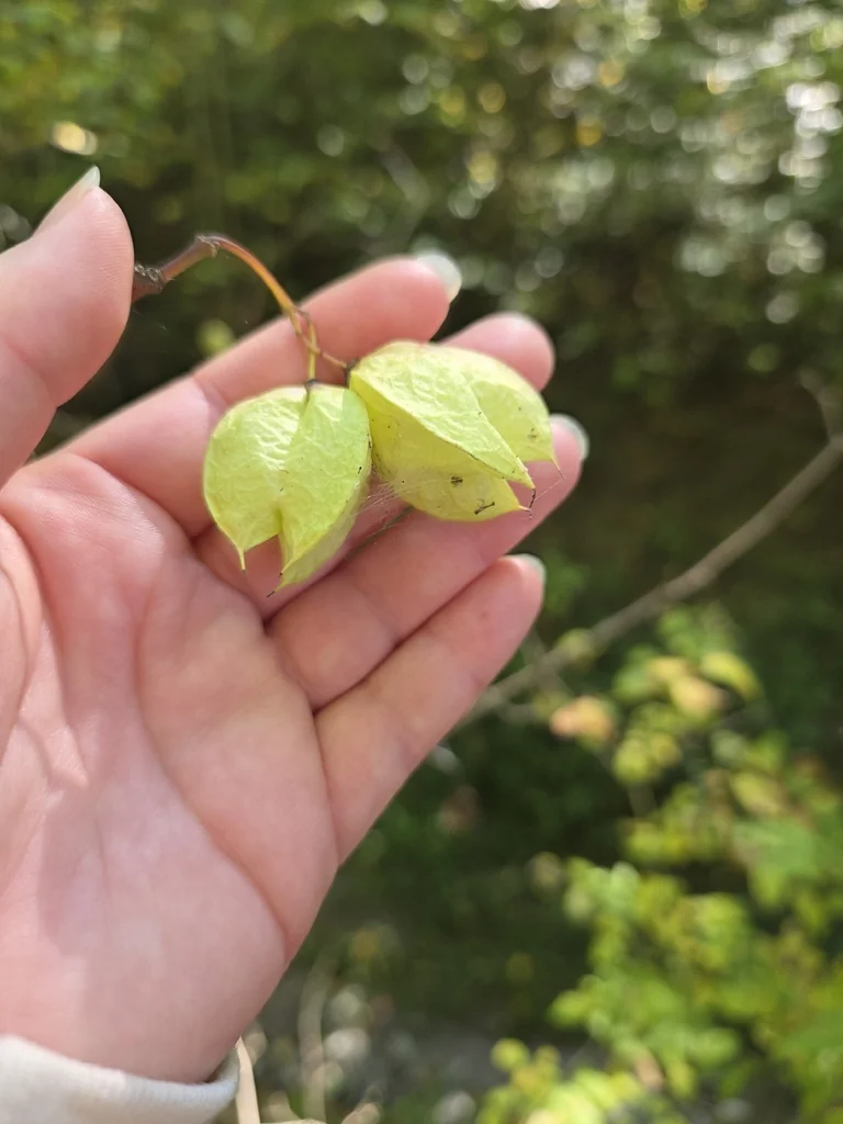 Staphylea Trifolia