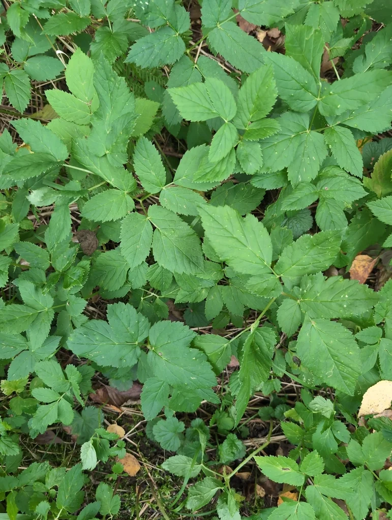 Aegopodium Podagraria