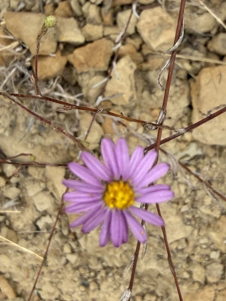 Lessingia Filaginifolia