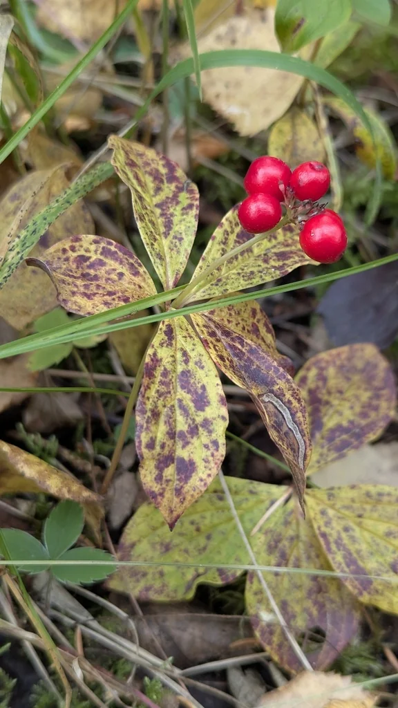 Cornus Canadensis