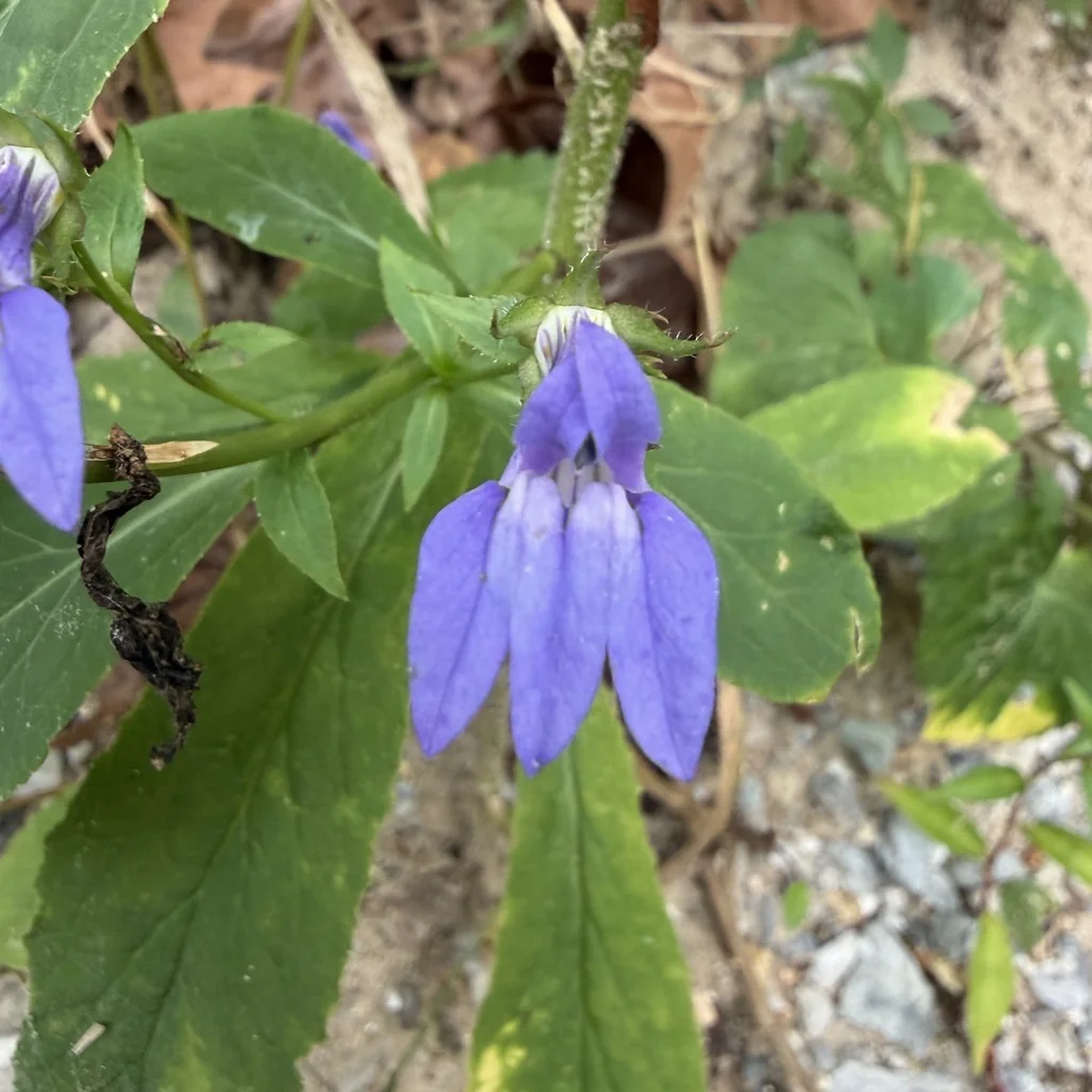 Lobelia Siphilitica