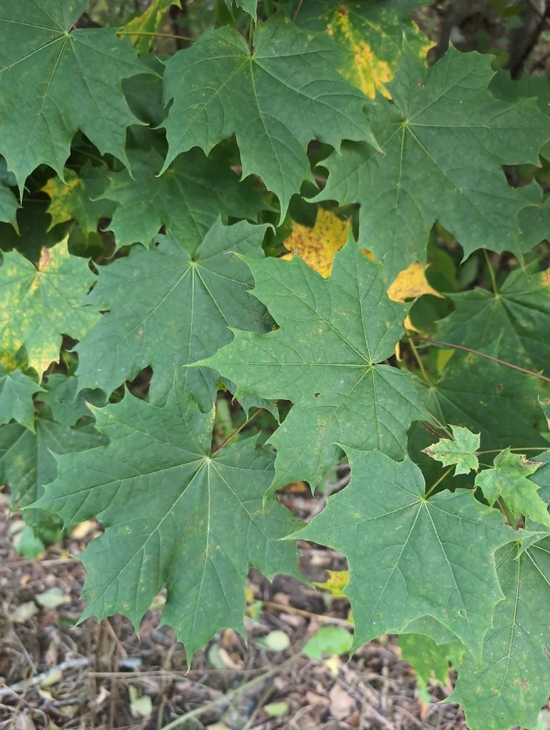 Acer Platanoides