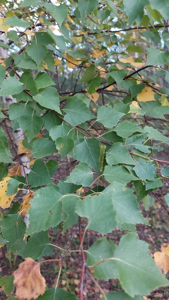 Betula Pendula