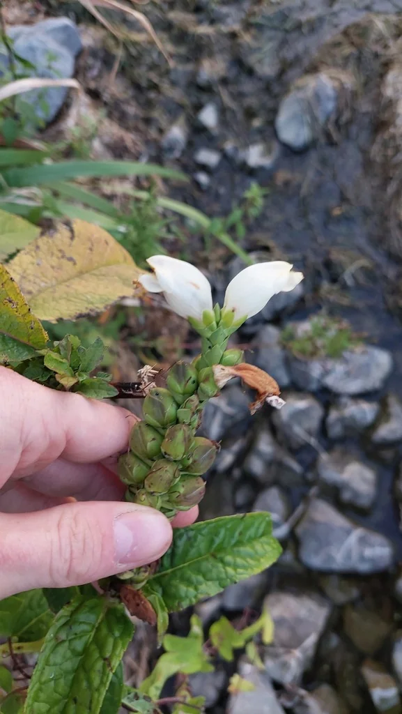 Chelone Glabra
