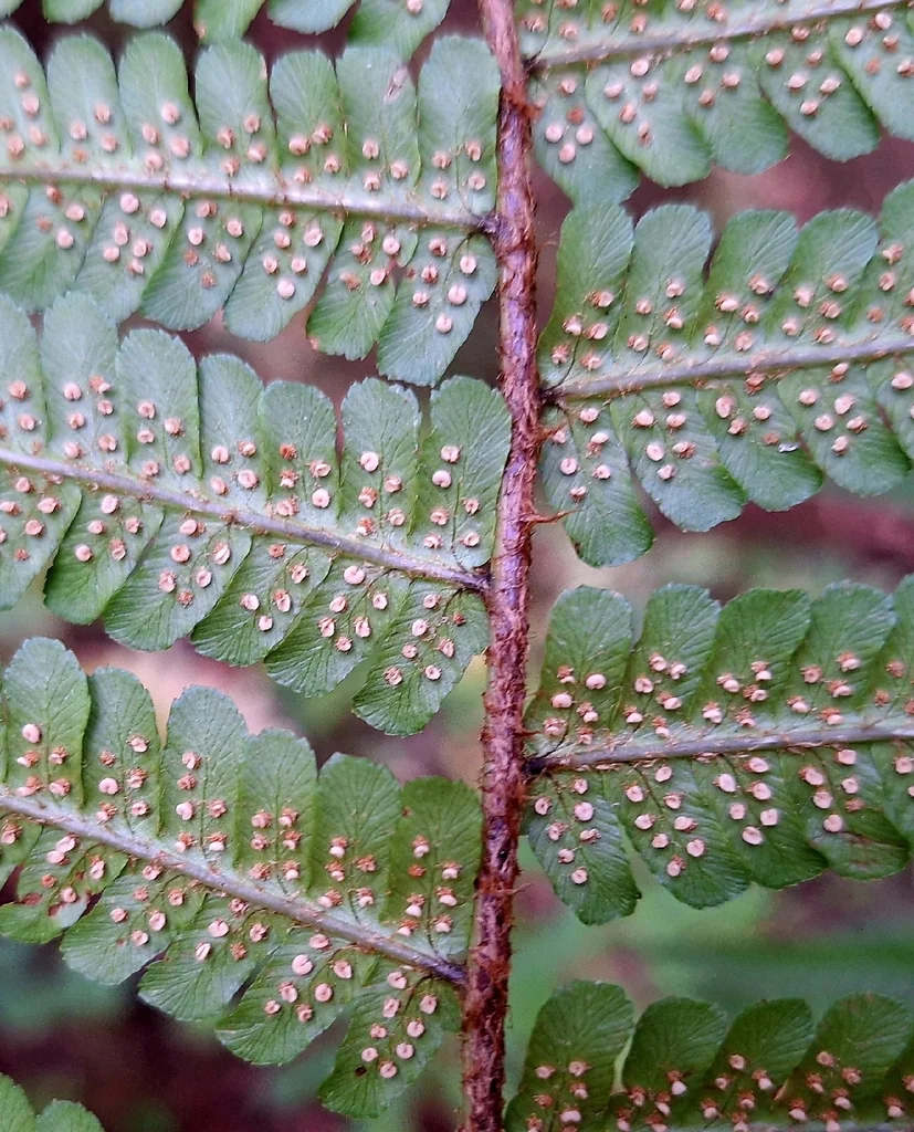 Dryopteris Affinis