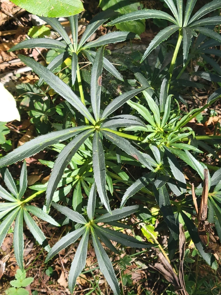 Helleborus Foetidus