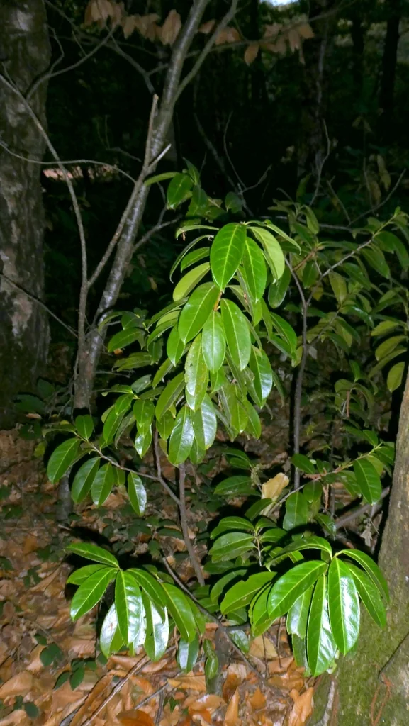 Prunus Laurocerasus