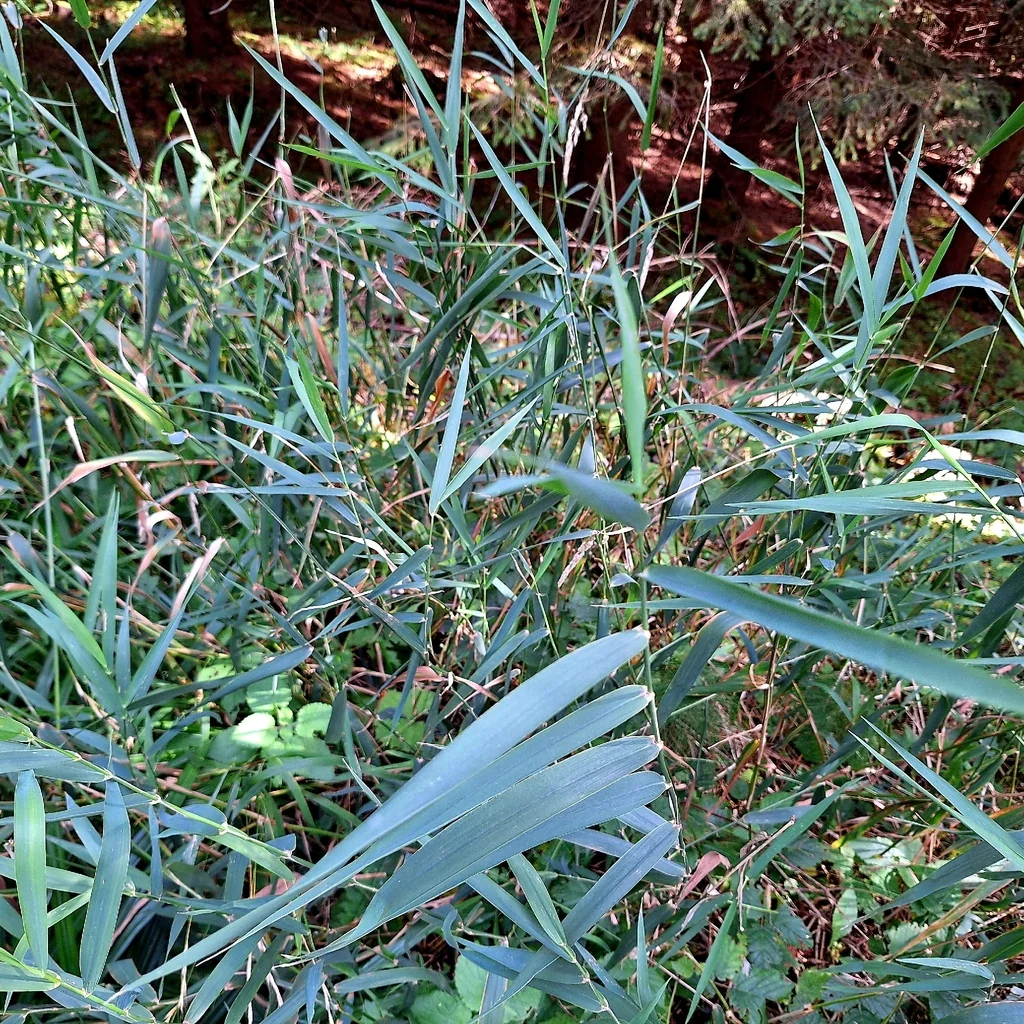 Phalaris Arundinacea Picta