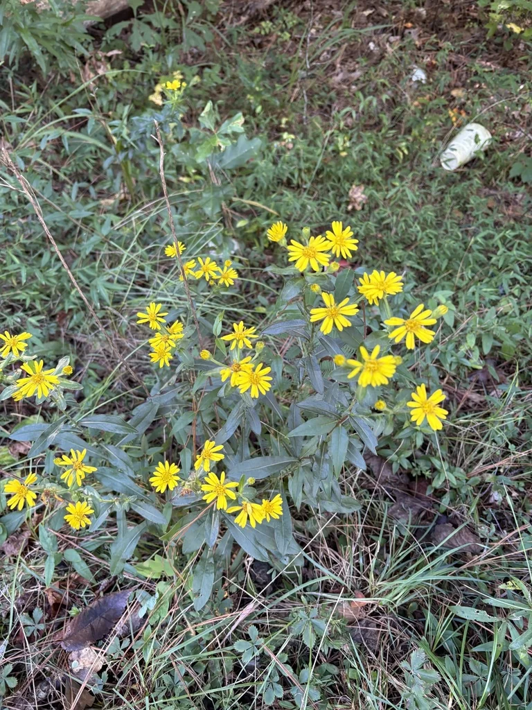 Chrysopsis Mariana