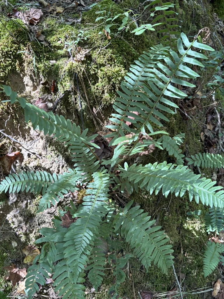 Polystichum Acrostichoides